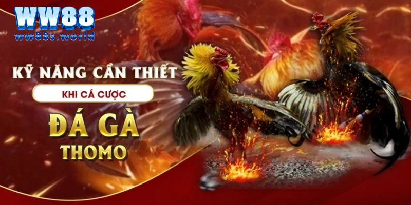 Nắm được kỹ năng là chìa khóa chiến thắng đá gà thomo