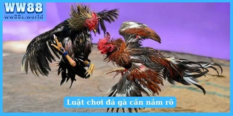 Luật cơ bản về cựa gà