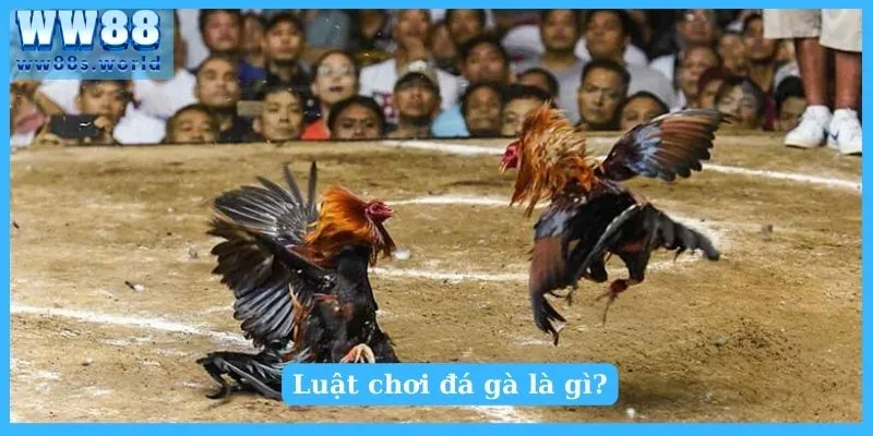 Luật chơi đá gà là gì?