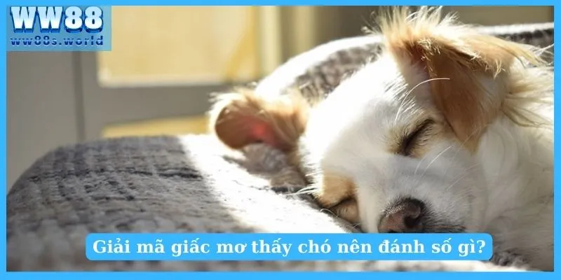 Giải mã ý nghĩa mơ thấy chó 